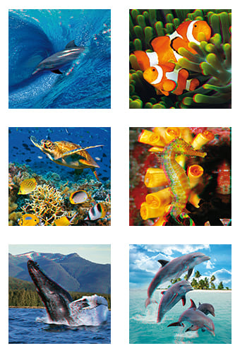 unimundo perÚ - aventuras en el mar - el delfin